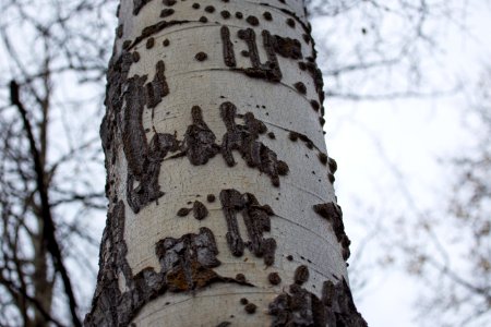Claw marks of a Black Bear