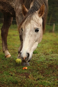 Carrot carrots eat