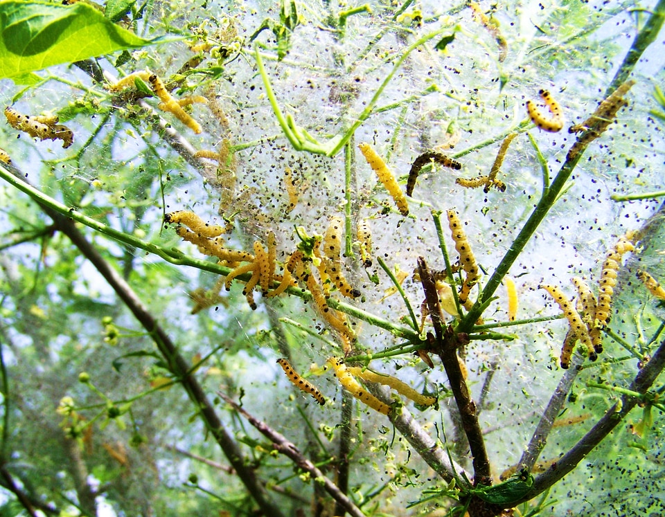 Caterpillars insect nature