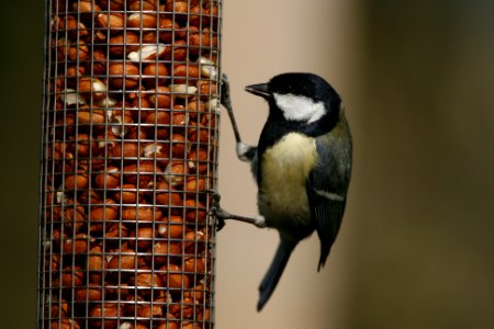 Great Tit feeding