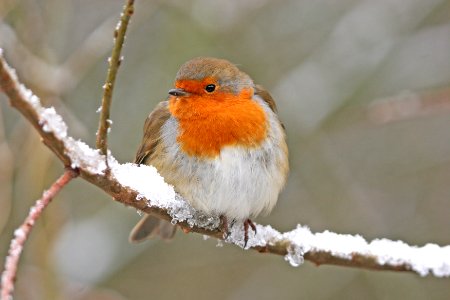 Robin photo