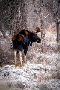 Bull moose