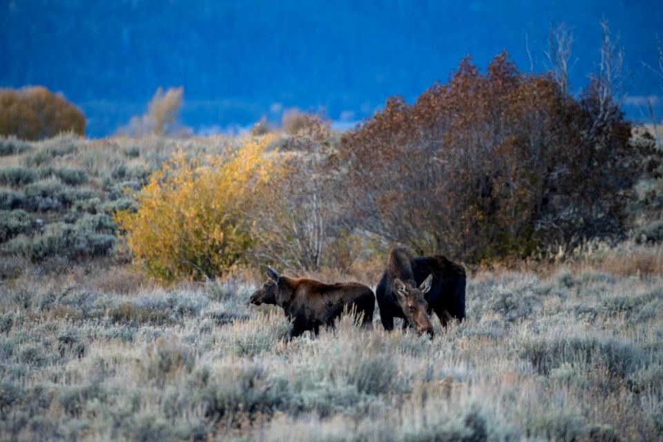 Moose Cow and Calf