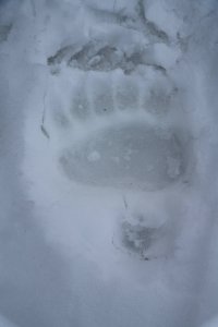 Grizzly Bear Track