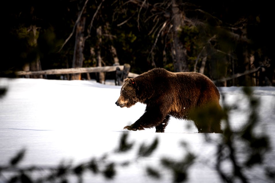 Grizzly Bear in the Snow