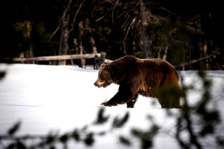 Grizzly Bear in the Snow