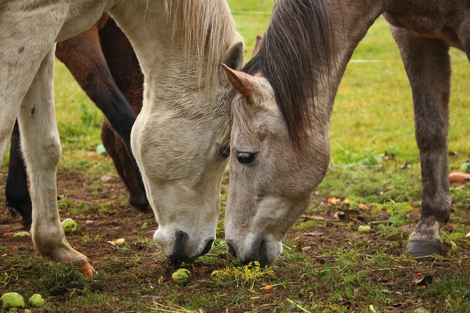 Carrot carrots eat