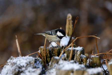 Coal Tit on a tree stump