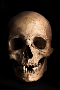 Skeleton bone horror photo
