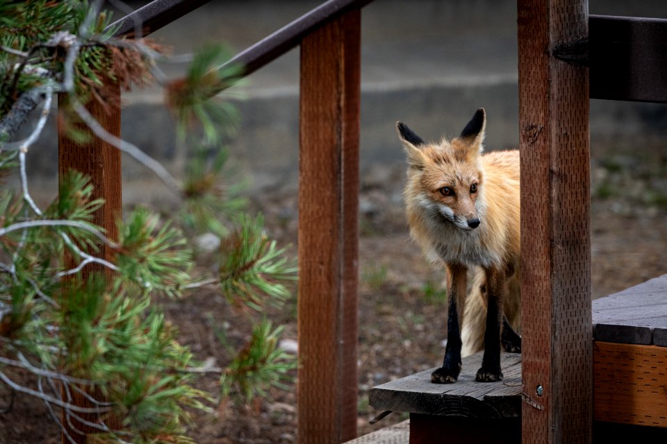Red Fox