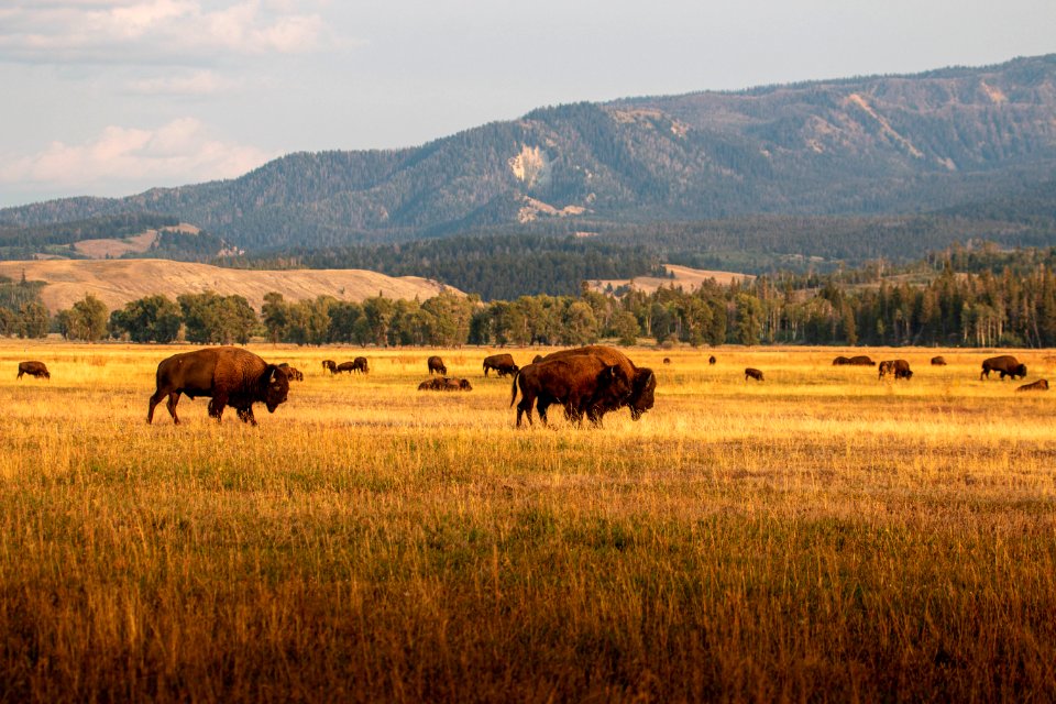 Bison at Elk Ranch Flats