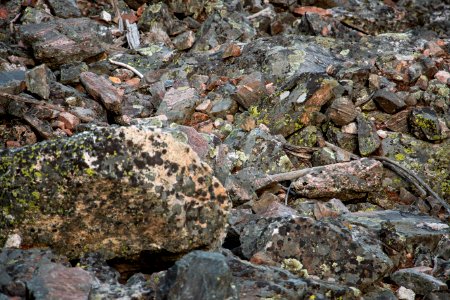 Find the Pika