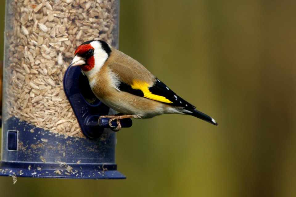 Goldfinch on a feeder