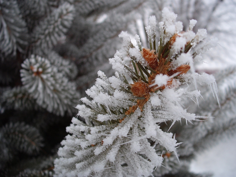 Snow tree branch