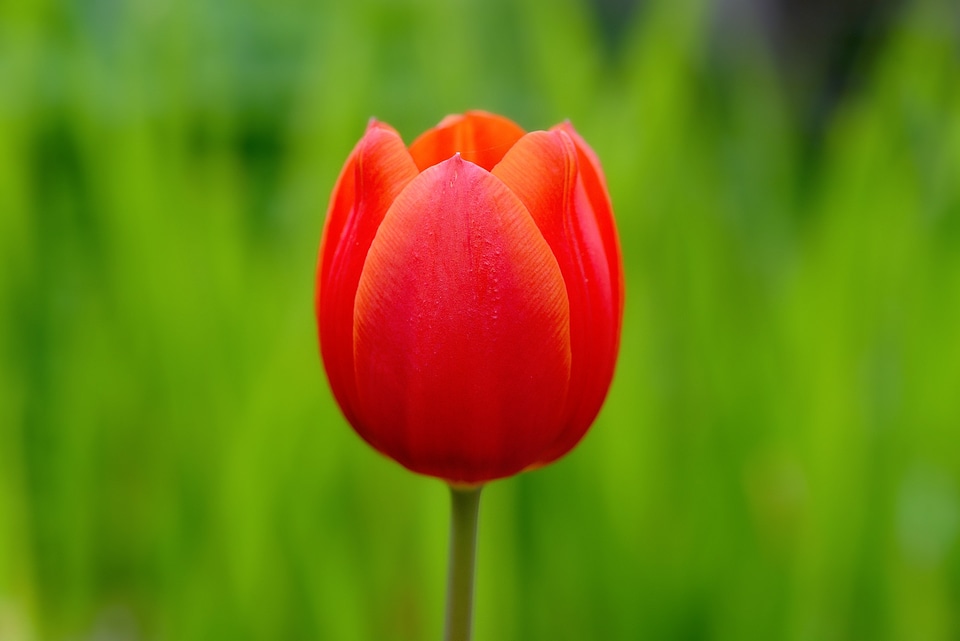 Bloom red red flower