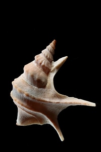 Pelican foot close up sea animal