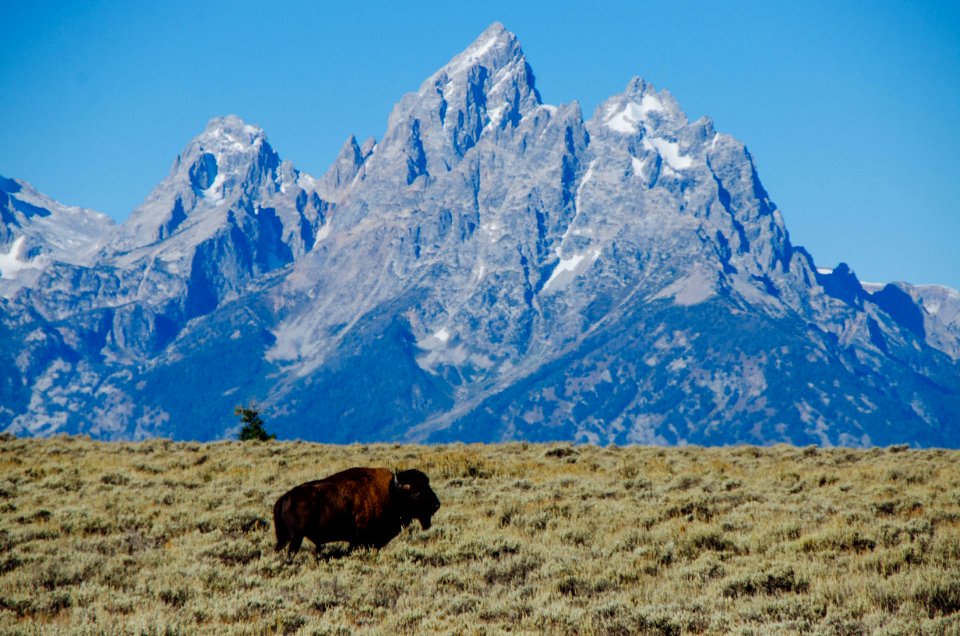 Bison