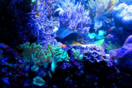 I found Nemo