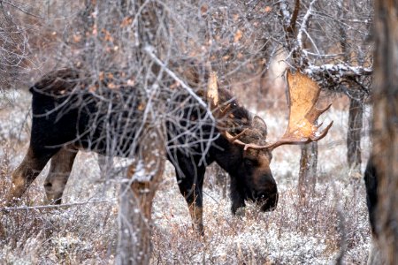 Bull moose