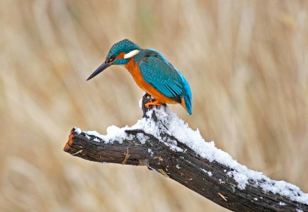 Kingfisher photo