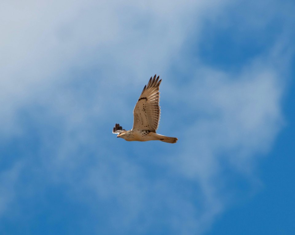 Hawk
