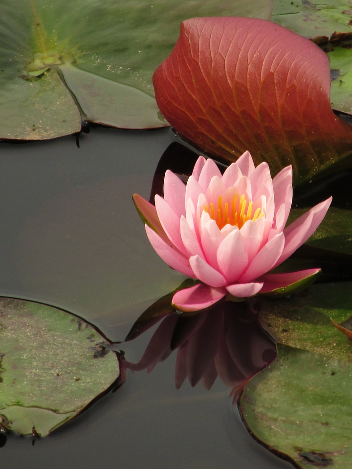 Pond nature water