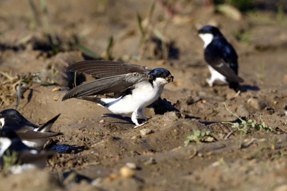 House Martin stretching its wings