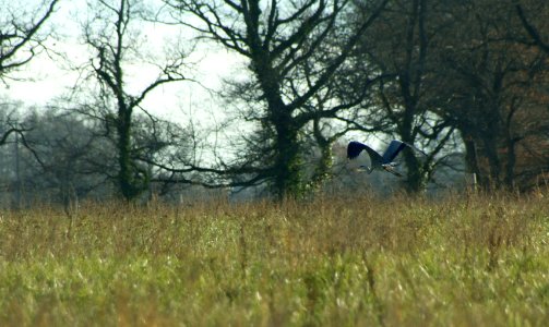 Heron in flight