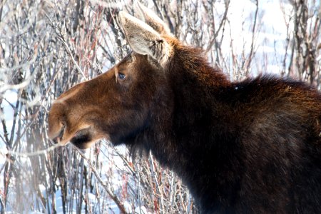 Cow Moose browsing in the willows