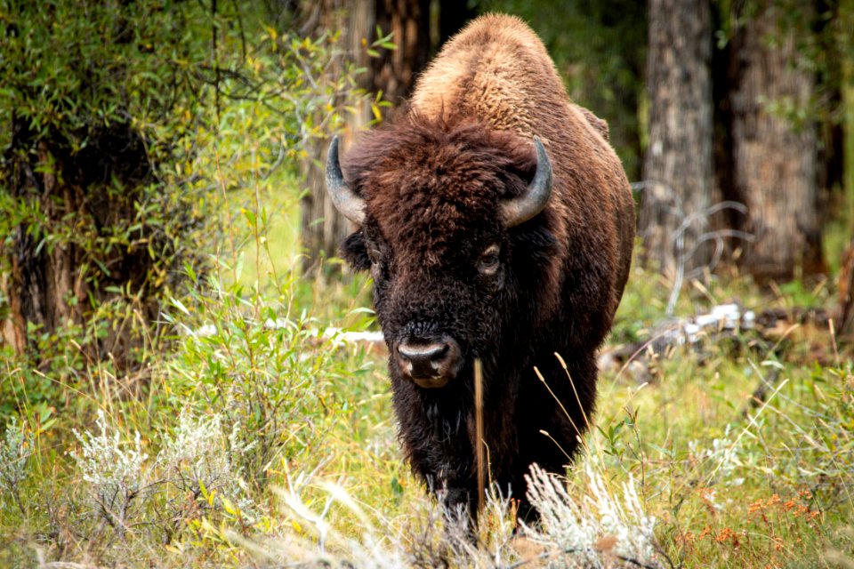 Bison