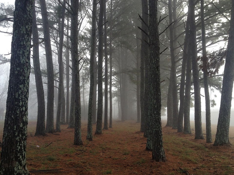 Nature landscape mist