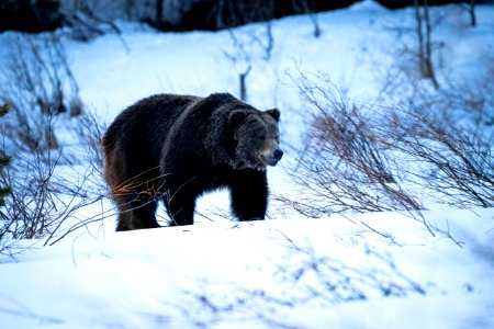 Grizzly Bear