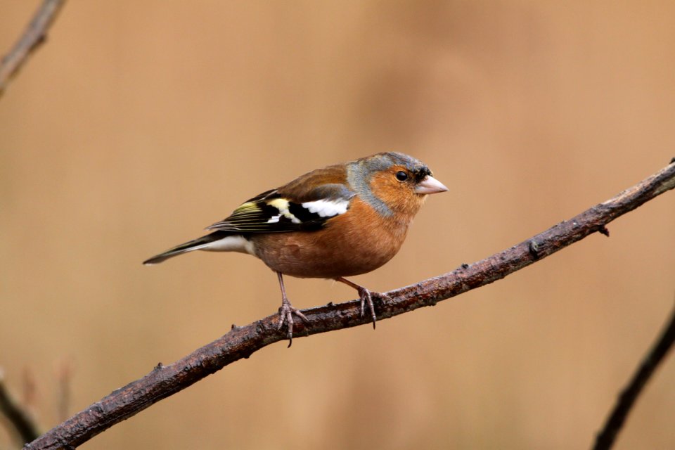 Chaffinch on a branch