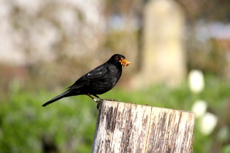 Blackbird with a mouth full of mealworms