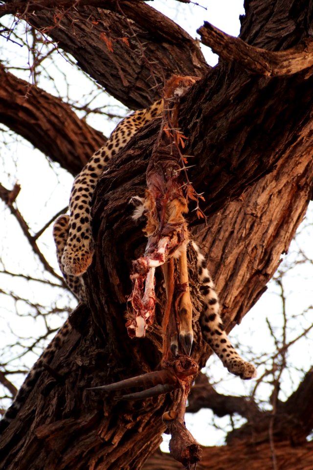 Leopard Kill