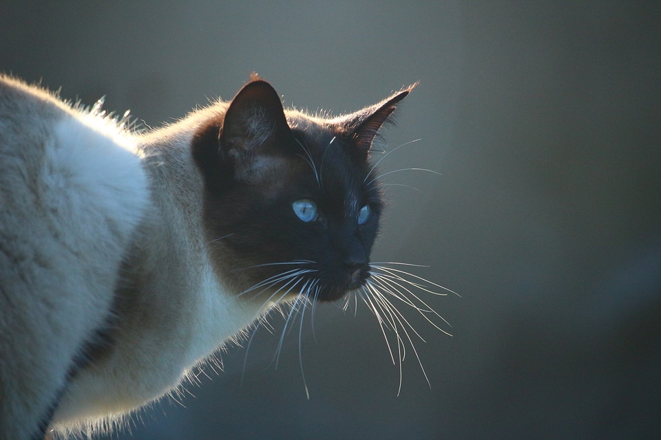 Siamese cat moustache mieze
