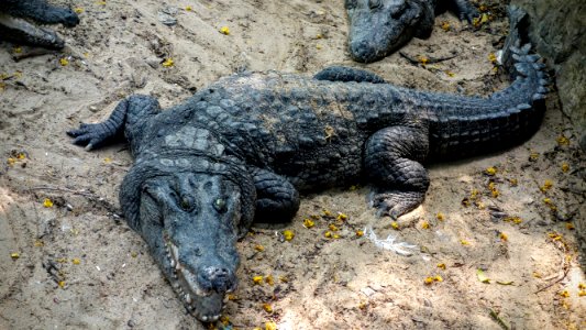 crocodile bank chennai photo