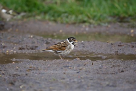 Reed Bunting
