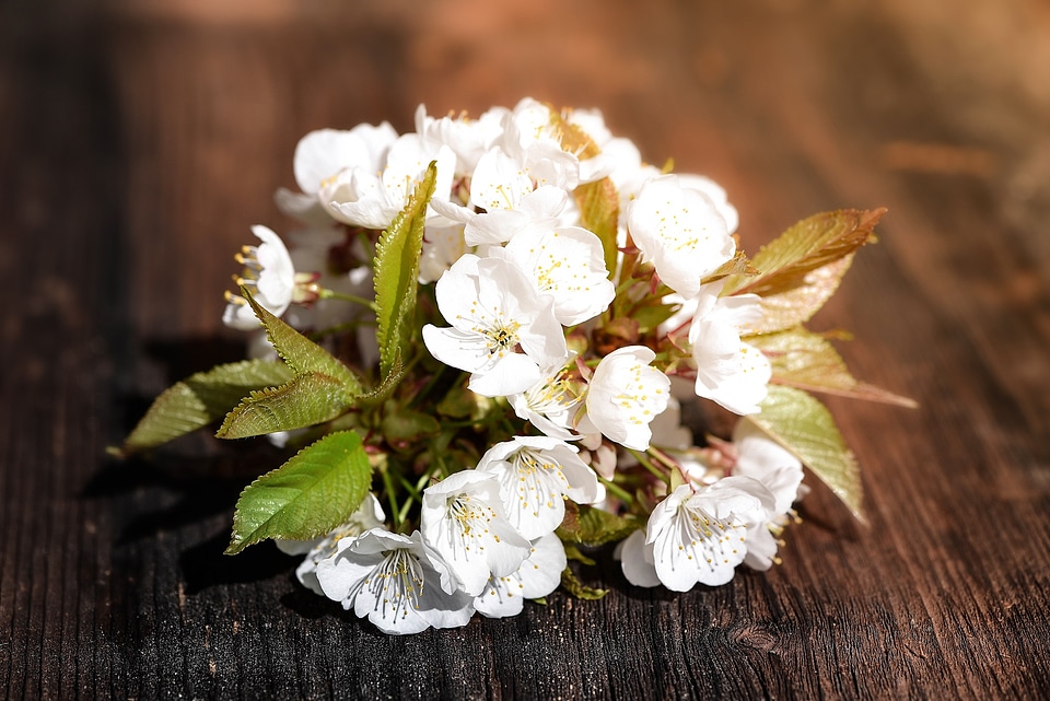 White spring wood