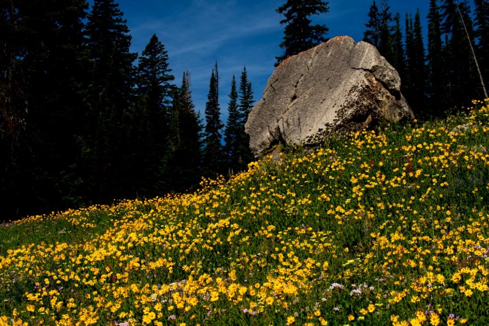 Wildflowers in Granite Canyon