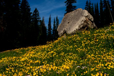 Wildflowers in Granite Canyon