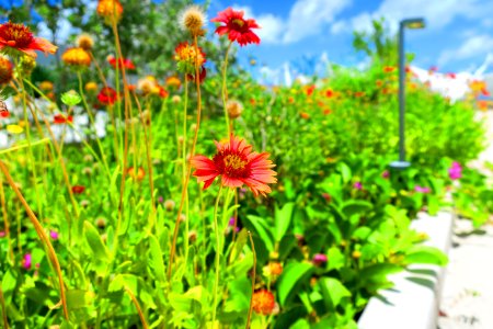 A nice flower on top of the aquarium photo