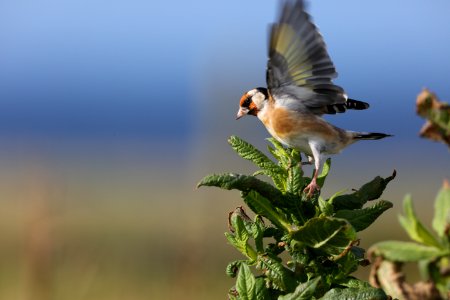 Goldfinch flapping its wings