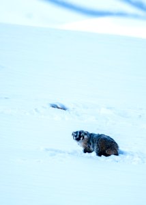 Badger in the snow