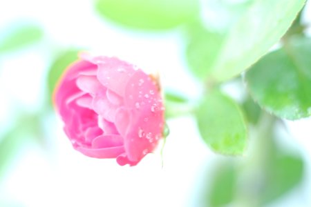 DSCF8914