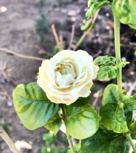 Arabian jasmine
