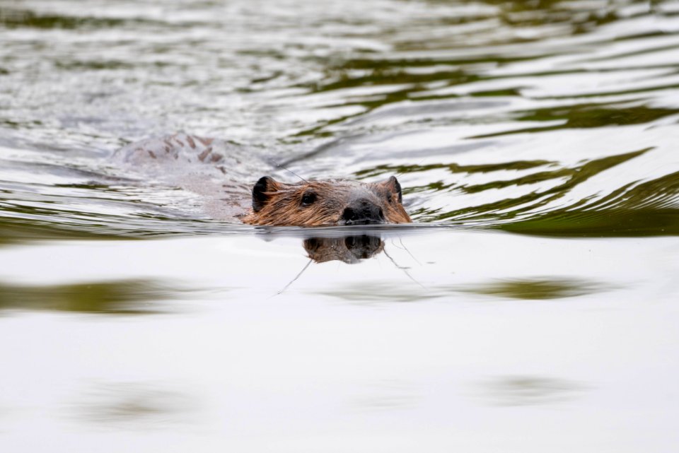 Beaver