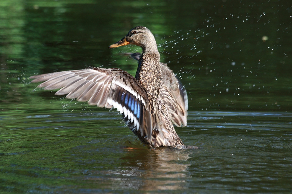 Bird nature pond