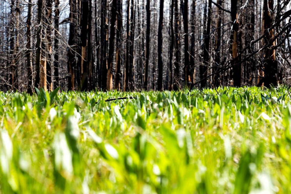 Grasses Flourish through the Berry Fire Burn Area which took place in the Summer of 2016