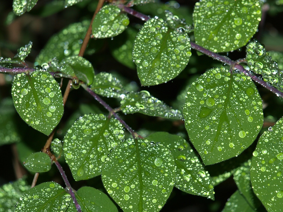 Drop of water leaf raindrop